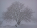 Autonome 2013, neige précoce dans les Vosges