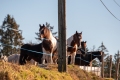 Print_2025__NIK0190_NIKON-D5600_6000-x-4000